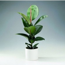 Serada Decor Plant  Kauçuk Bitkisi Tek Gövde 60 70CM