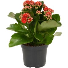 Serada Decor Plant Kırmızı Çiçekli Kalanşo ( Kalanchoe ) Çiçeği Ithal Büyük Boy