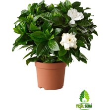 Serada Decor Plant Gardenya Çiçeği Gardenia Jasminoides 13 cm Saksıda Ev Bitkisi Ofis Bitkisi Salon Bitkisi