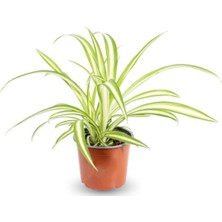 Serada Decor Plant Kurdele Çiçeği Chlorophytum Comosum Variegatum