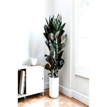 Serada Decor Plant Kauçuk Bitkisi (Ficus Elastica) 70-80CM