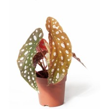 Serada Decor Plant Begonia Maculata - Çilli Begonya Mini - Ev Ofis Salon Iç Mekan Bitkisi - Ø:7 cm - H:15 cm
