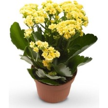 Serada Decor Plant Güneş Renk Canlı Kalonchoe (Kalanşo) Çiçeği