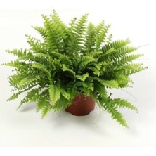 Serada Decor Plant Aşk Merdiveni - Fujer