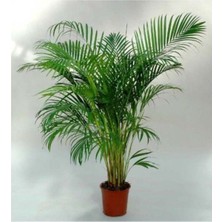 Serada Decor Plant Areka Palmiyesi Ev Ofis Salon Bitkisi 100CM
