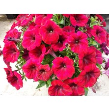 Serada Decor Plant Kırmızı Petunya Çiçeği Fidanı Askılı Saksılı