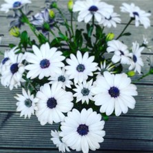 Serada Decor Plant Bodrum Papatyası Çiçeği Fidanı Saksılı Beyaz