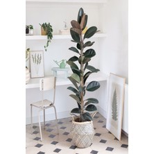 Serada Decor Plant Kauçuk Bitkisi 2 Köklü 60-80 cm