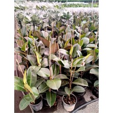 Serada Decor Plant Kauçuk Bitkisi 60-70 cm
