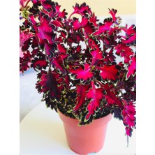 Serada Decor Plant Coleus / Cam Güzeli / Yaprak Güzeli