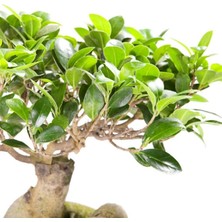 Serada Decor Plant Ficus  Ginseng Bonsai 20-30 cm