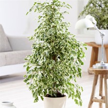 Serada Decor Plant Benjamin Starlight Bitkisi (Alaca Yapraklı) 70-80CM
