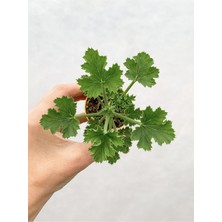 Serada Decor Plant Ceylangözü Sardunya Fidesi Karışık Renk 5.5 cm Saksıda