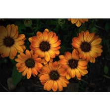 Serada Decor Plant Bodrum Papatyası Çiçeği Fidanı Saksılı Kahverengi