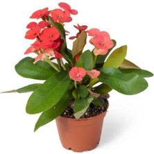 Serada Decor Plant Euphorbia Milii Dikenler Tacı Çiçekli Kaktüs 20 cm