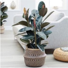 Serada Decor Plant Kaucuk Çiçeği 2'li 100CM Doygun