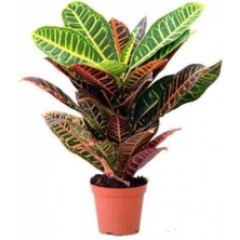Serada Decor Plant  Ithal Croton Petra Kroton 17 cm Saksıda 60 cm Ev Bitkisi Ofis Bitki