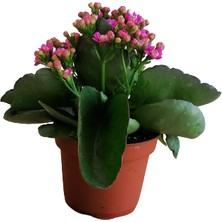 Serada Decor Plant Kalanchoe - Kalanşo Çiçeği (Mor Çiçekli)