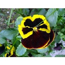 Serada Decor Plant 30 Adet Sarı Kahverengi Hercail Menekşe Çiçeği Fidanı Fidesi 5 cm 15 cm