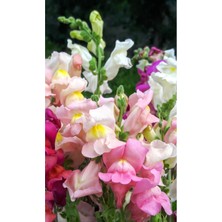 Serada Decor Plant 30 Adet Pembe Beyaz Aslanağzı Çiçeği Fidanı Fidesi 5 cm 15CM