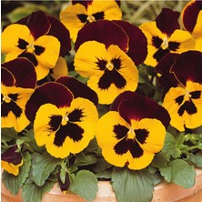 Serada Decor Plant 10 Adet Kırmızı Sarı Hercail Menekşe Çiçeği Fidanı Fidesi 5 cm 15 cm