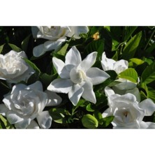 Serada Decor Plant Gardenya Çiçeği Fidanı