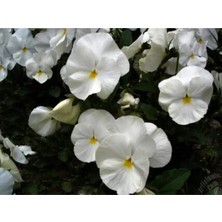 Serada Decor Plant 10 Adet Beyaz Hercail Menkşe Çiçeği Fidanı Fidesi 5 cm 15 cm