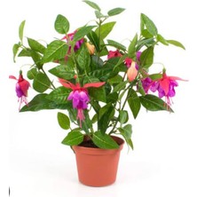 Serada Decor Plant Küpe Çiçeği Kırmızı Saksılı Küpeli Çiçeği  20 25 cm