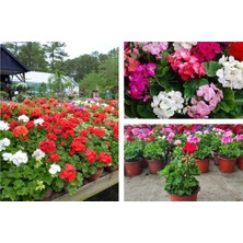 Serada Decor Plant Beyaz Sardunya Çiçeği Saksılı