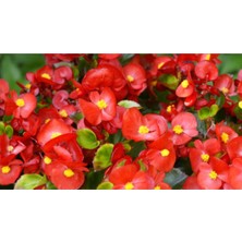 Serada Decor Plant Begonya Küçük Hanım Çiçeği 30-40 cm Kırmızı Saksılı