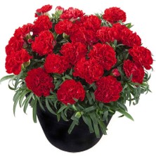 Serada Decor Plant Kokulu Koyu Kırmızı Bodur Karanfil Bitkisi Dianthus Caryophyllus Red