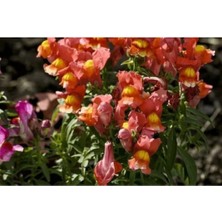 Serada Decor Plant 10 Adet Kırmızı Sarı Aslanağzı Çiçeği Fidanı Fidesi 5 cm 15 cm