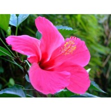 Serada Decor Plant Japon Gülü Pembe Çiçeği Fidanı