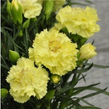 Serada Decor Plant 4 Adet Sarı Karanfil Çiçeği Fidanı Saksılı Kokulu 15-25CM