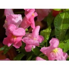 Serada Decor Plant 10 Adet Açık Pembe Aslanağzı Çiçeği Fidanı Fidesi 5 cm 15 cm