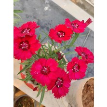 Serada Decor Plant Hüsnüyusuf Çiçeği Fidanı (Sweet William) Kırmızı Mini Saksılı 1 Adet