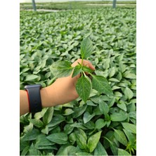 Serada Decor Plant Biber Fidesi 10 Adet