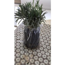 Serada Decor Plant Bahçe Tipi Lavanta Fidanı 3 Adet 15-25 cm Intermedia
