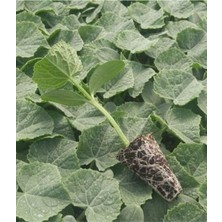 Serada Decor Plant Hıyar / Salatalık Fidesi Yüksek Verimli 10 Adet