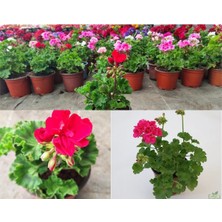 Serada Decor Plant Pembe Sardunya Çiçeği Saksılı