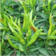 Serada Decor Plant Yediveren Cin Biber Fidesi (10 Adet)