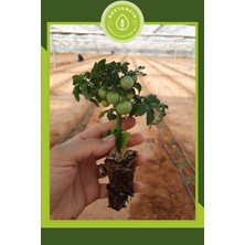 Serada Decor Plant Bodur Cherry Domates Fidesi (6'lı Ambalaj)