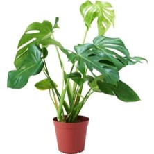 Serada Decor Plant Deve Tabanı Monstera