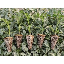 Serada Decor Plant Çeri Domates Fidesi Yüksek Verimli 10 Adet