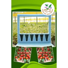 Serada Decor Plant ‘fideler Her Yerde’ Inci Çeri Domates Fidesi(6 Adet)