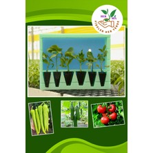 Serada Decor Plant Fideler Her Yerde Karışık Fide Paketi Domates(2 Adet) Biber(2 Adet) Salatalık(2 Adet)