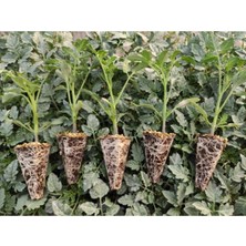 Serada Decor Plant Bahçe Fide Seti (40 Adet Fide) Domates, Biber, Patlıcan Fidesi