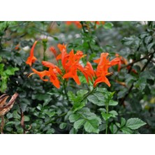 Serada Decor Plant Bodur Acem Borusu Çiçeği Fidanı 60 cm