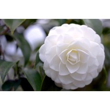 Serada Decor Plant 3 Adet Beyaz Kamelya Çiçeği Fidanı 60 cm