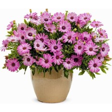 Serada Decor Plant Pembe Bodrum Papatyası Çiçeği Fidanı 20CM-40CM